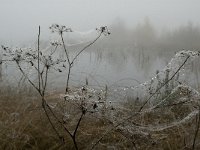 NL, Limburg, Horst aan de Maas, Mariapeel 8, Saxifraga-Marijke Verhagen